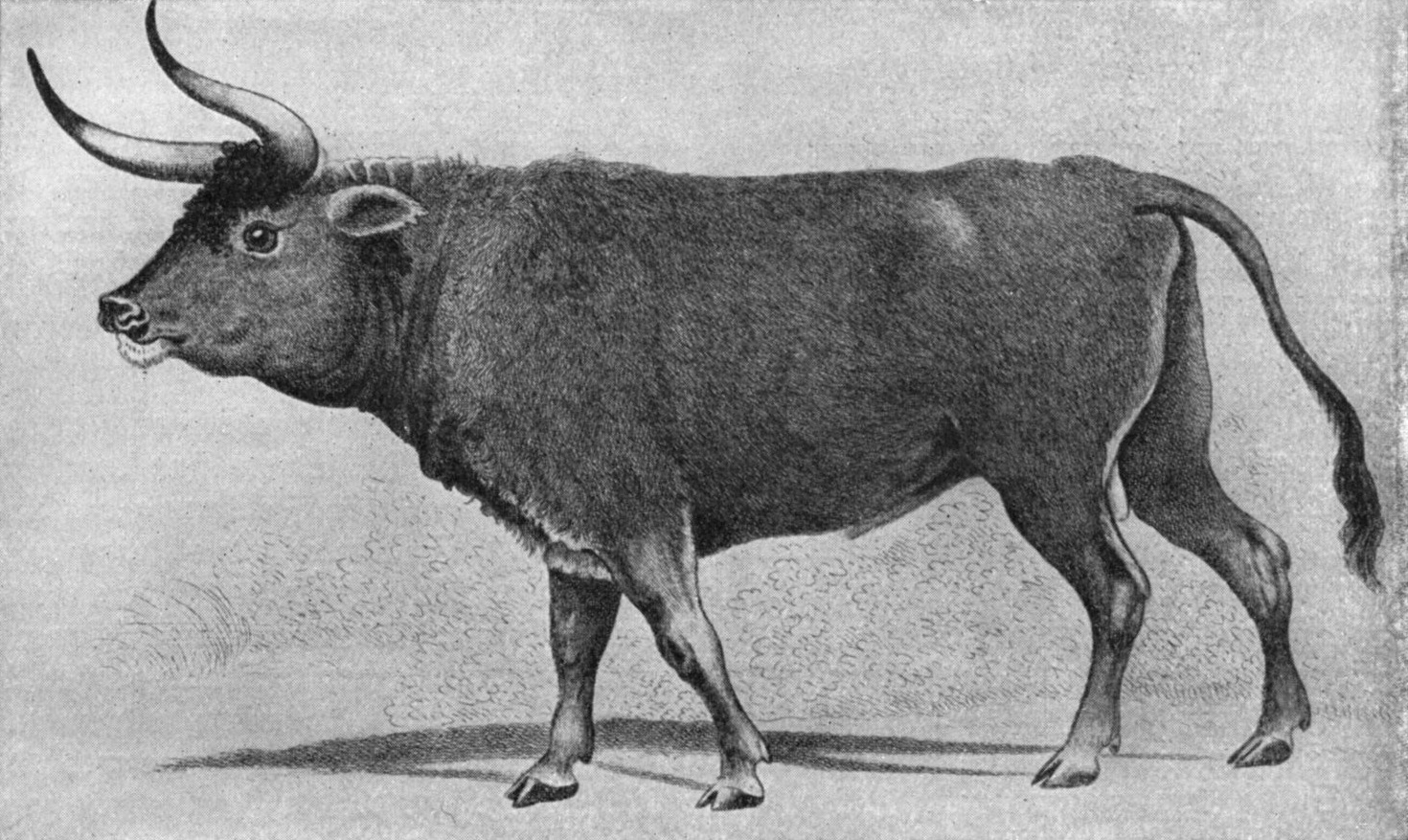 Engraving of an aurochs bull, the animal behind the Hebrew re’em
