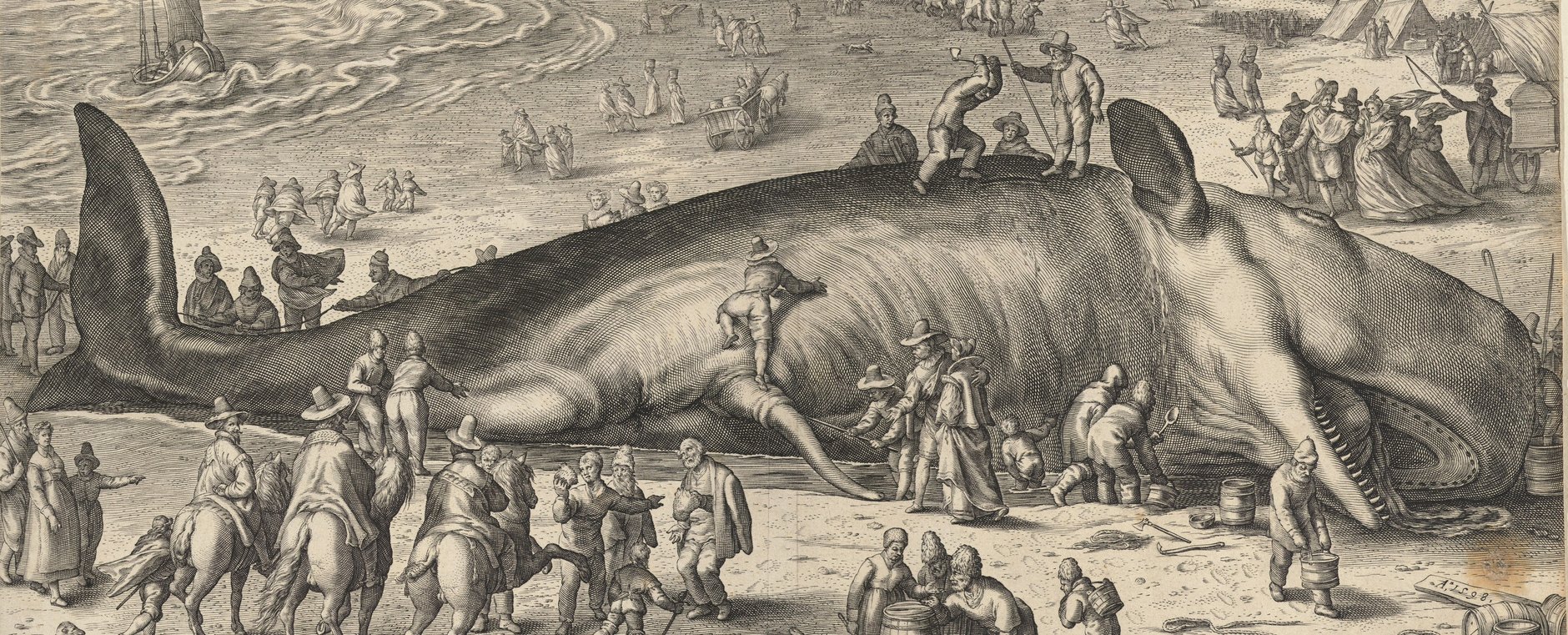 1598 engraving of a beached sperm whale surrounded by crowds on the Dutch coast