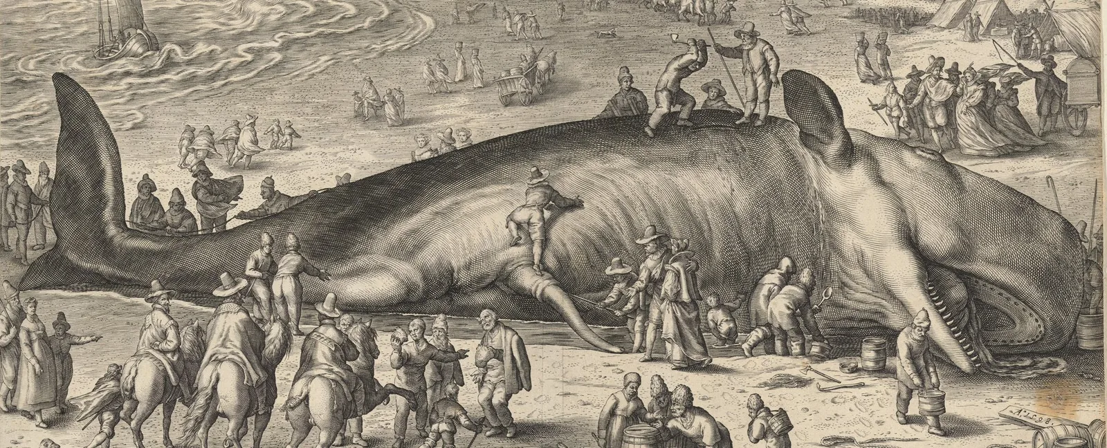 1598 engraving of a beached sperm whale surrounded by crowds on the Dutch coast