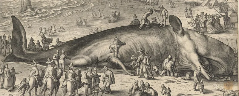 1598 engraving of a beached sperm whale surrounded by crowds on the Dutch coast